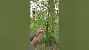 Image result for Alangiaceae