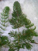 Image result for Ceratophyllaceae