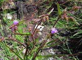 Image result for Cyanotis vaga