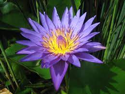 Teratai biru dilarang di rusia sejak tahun 2009 kerena zat psikoaktif yang dikandungnya. Blue Water Lily The Sacred Flower Nimadesriandani