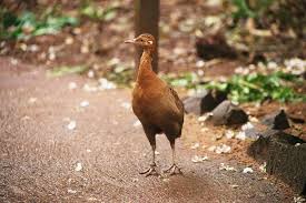 Image result for Antidesma rufescens