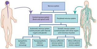 Start studying the nervous system. Nervous System Overview Diagram Quizlet