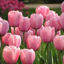 Gestaltungstipps Fur Ein Immerbluhendes Beet Tulpen Garten Tulpenzwiebeln Rosa Tulpen