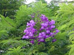 Image result for Jacaranda mimosifolia