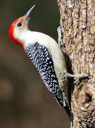 Birds Native To North Carolina North Carolina Woodpeckers Woodpecker Finches Bird Backyard Birds