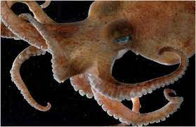 An Antarctic Octopus Sea Life Creatures Antarctica