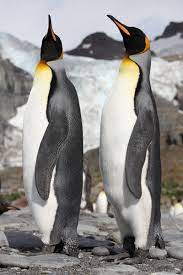 King Penguins