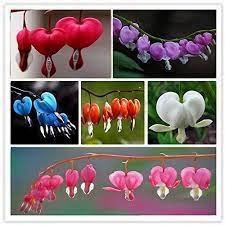 We did not find results for: Amazon Com Dwqgroup 2016 Hot 6 Type 300pcs New Dicentra Spectabilis Sweet Heart Flower Seeds 01 Mix P Flower Seeds Bleeding Heart Shade Loving Perennials