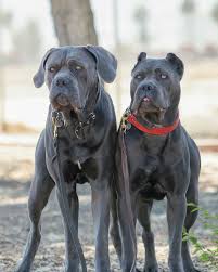 From The Cane Corso Club Of America Cane Corso Bully Dog Cane Corso Mastiff