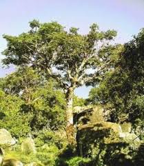 Image result for Albizia tanganyicensis