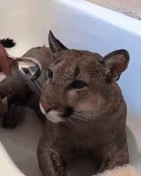 Gif Puma Accepts Water Treatments Cute Baby Animals Cute Animals Cute Funny Animals