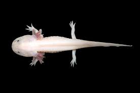 For more information, check out how it works. Kesempatan Kedua Untuk Axolotl Si Salamender Menggemaskan National Geographic
