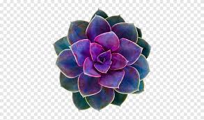 This plant loves warm climates and is perfectly safe around pets and children. Green Aesthetic Purple And Green Succulent Png Pngegg
