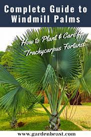 Guide To Windmill Palms How To Plant Care For Trachycarpus Fortunei In 2021 Palm Plant Care Palm Tree Care Plants
