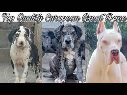All of our great danes have 100% european bloodlines and are bred for the heavy euro look. Top Quality European Great Dane Puppies For Sale Jsk Pets Youtube