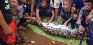 Jangan khawatir, tafsir mimpi akan memberitahukan kepadamu segala tentang simbol simak dengan seksama arti mimpi membunuh ular anaconda. Mimpi Buruk Ini Jadi Kisah Terakhir Sang Anak Sebelum Ibunya Dimangsa Ular Raksasa Penasultra Com