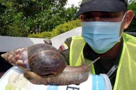 Vuelven a aparecer caracoles africanos en el barrio el prado. Conozca Como Acabar Con Los Caracoles Africanos El Universal Cartagena