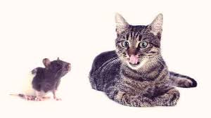 Lice are more commonly seen in cats with long or matted hair, in older cats that can no longer groom themselves. Is It Safe To Let Your Cat Get Rid Of Mice Petcarerx