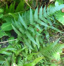 Image result for Deparia