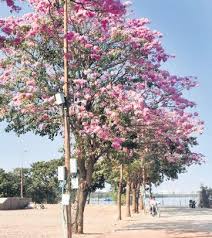 Free shipping on orders over $99 with arrive alive guarantee from the tree center. False Spring Makes Flowers Bloom Ahead Of Time The New Indian Express