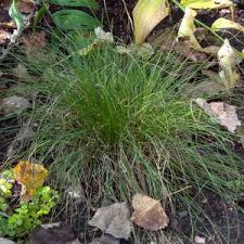 Image result for Carex mannii