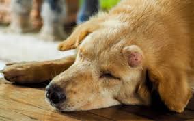 That's an organ near the stomach that helps digest food and control blood sugar. Blog 1 Pearland Animal Cancer And Referral Center