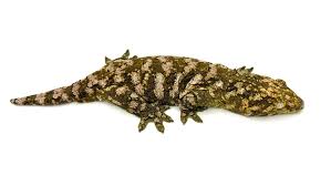 Image result for Tinnea eriocalyx