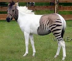 Plains zebras live in the treeless grasslands and woodlands of eastern and southern africa. Zebras For Sale