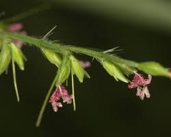 Image result for Oplismenus compositus