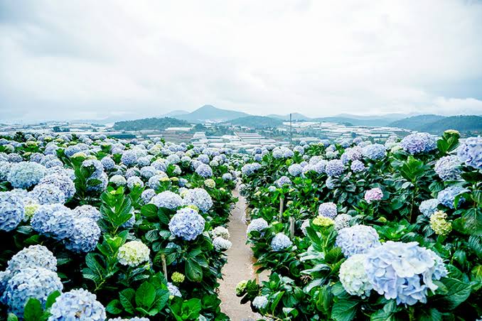 ผลการค้นหารูปภาพสำหรับ (Hydrangea Garden Dalat)"