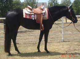 Black And White Paint Horses For Sale In Texas Appendix Quarter Horse Gelding For Sale In Texas Horses Horses For Sale Black Horses