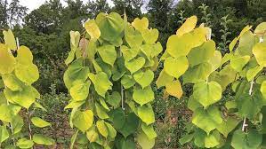 Maybe you would like to learn more about one of these? Jc Raulston Arboretum Friends Of The Jc Raulston Arboretum Newsletter Fall 2018 Vol 21 No 2