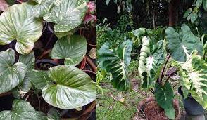 Thank you seller for your effort with packaging. Cantikkan Laman Rumah Dengan Pokok Hiasan Keladi Begini Cara Menanamnya Agar Subur Keluarga