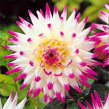 + filosofi pemberian hadiah bunga mawar berdasarkan. Jual Best Quality Langka Dahlia Bonsai Manis Kentang Dahlia Bunga Tanaman Indah Bunga Abadi Dahlia Pinnata Flores Untuk Taman Rumah Di Lapak Wajikenak015 Bukalapak