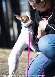 For the best experience, we recommend you upgrade to the latest version of chrome or safari. Pets For Adoption At Alaska Animal Rescue Friends Aarf In Anchorage Ak Petfinder