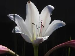Image result for Crinum paludosum