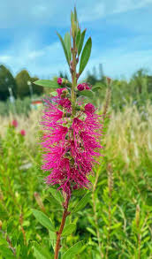 Image result for Callistemon