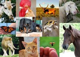 Az állatok és növények világa gyerekeknek - Október 4.: Az Állatok ...