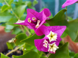 Bougainvillea Bambino Spring Garden Flowers Purple Flowers Garden Hanging Baskets