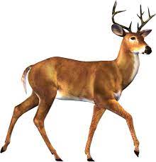 Cute Deer Clipart Free Clipart Images Clipartix Animals Wild Deer Animals