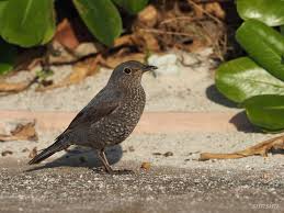 沖縄本島で撮影した野鳥を紹介！沖縄でのバードウォッチングも楽しいぞ！