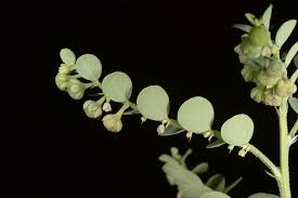 Image result for Phyllanthus maderaspatensis