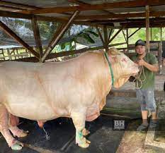 Cari property dengan harga terbaik tanah kebun untuk dijual terengganu di malaysia. Jual 2 Lembu Sado Rm40 000