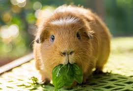 How Long Can A Guinea Pig Go Without Food Water Pet Keen