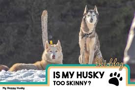 how do i get my husky to gain weight 5 tips my happy husky