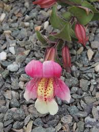 Image result for Phrymaceae