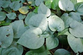 Image result for Piper guineense