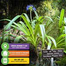 Image result for Agapanthus africanus