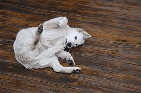 Why Do Dogs Chase Their Tails Petbarn
