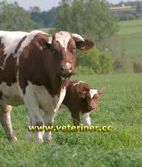 Maine Anjou Sigir Irki Www Veteriner Cc Veterinerler